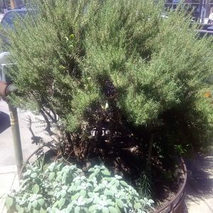 Meet your Posher, Rosemary